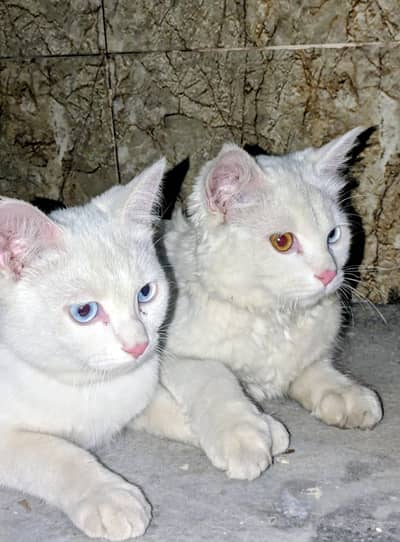 Cats bule & red eyes