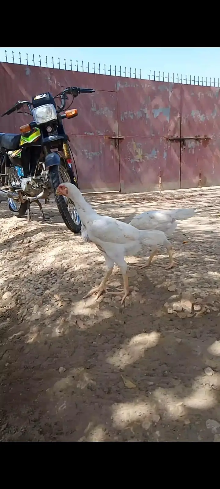 white oshamoo — photo 4