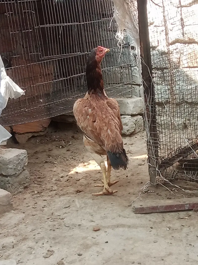 Medagascer Aseel thi — photo 3