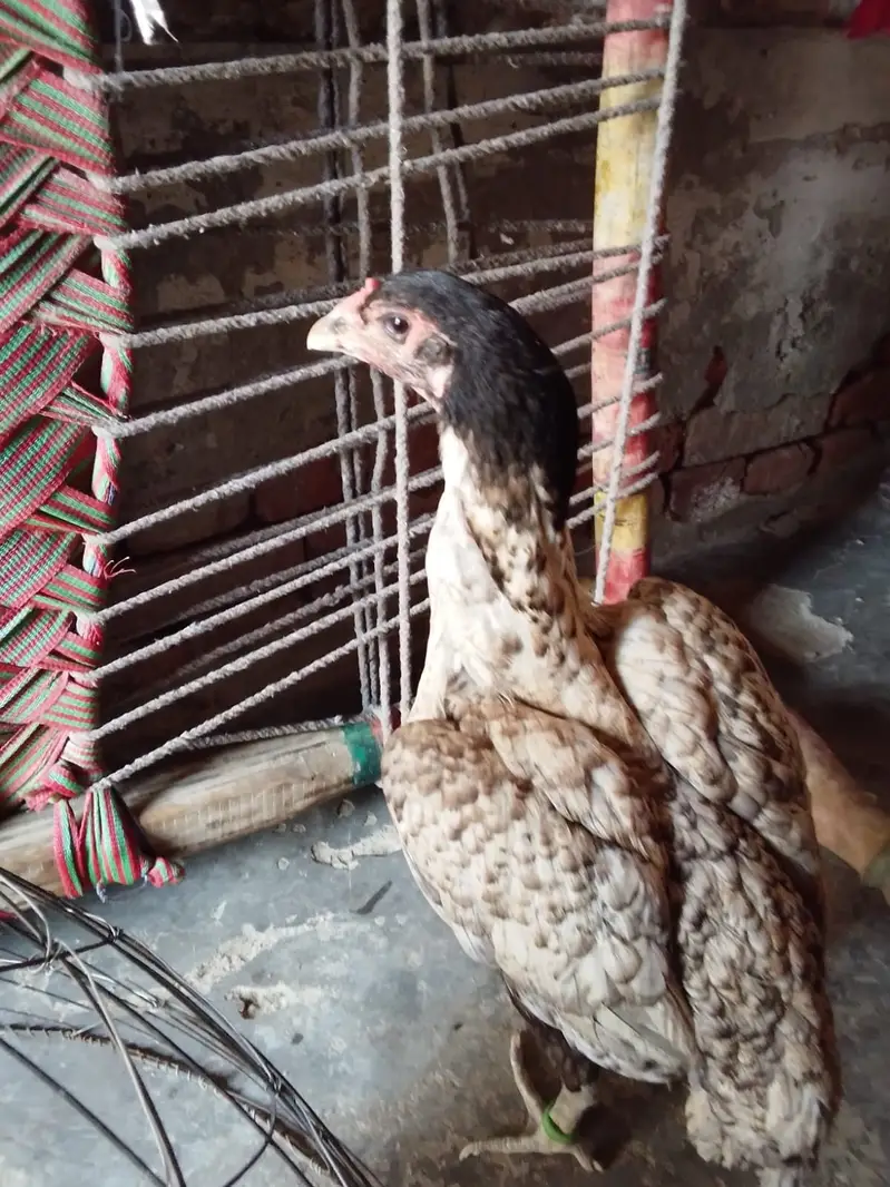 Medagascer Aseel thi — photo 4