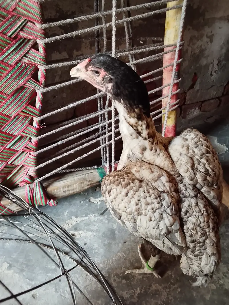 Medagascer Aseel thi — photo 5