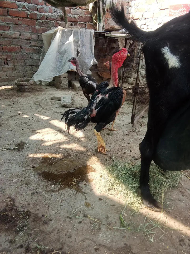 Medagascer Aseel thi — photo 7