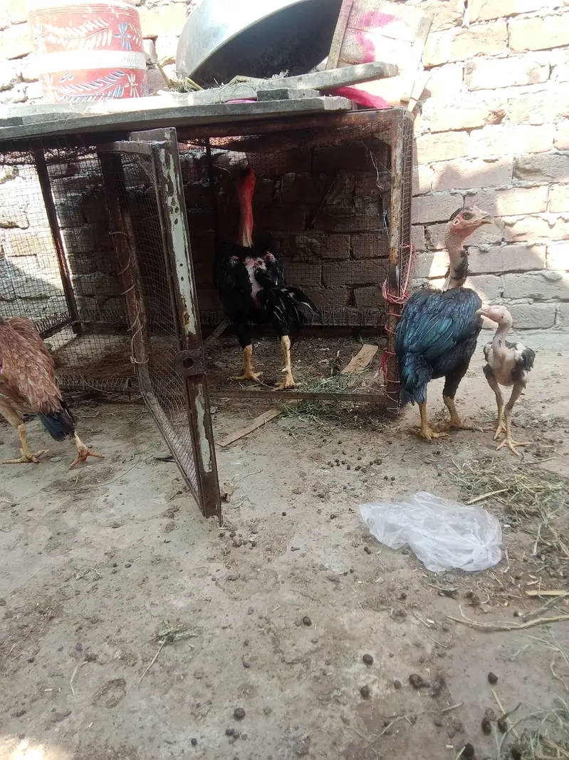 Medagascer Aseel thi — photo 8