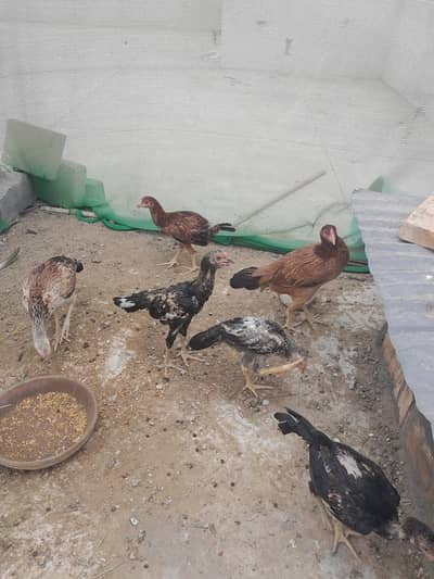 5 Aseel chicks of 5 months and 1 aseel hen ready to breed