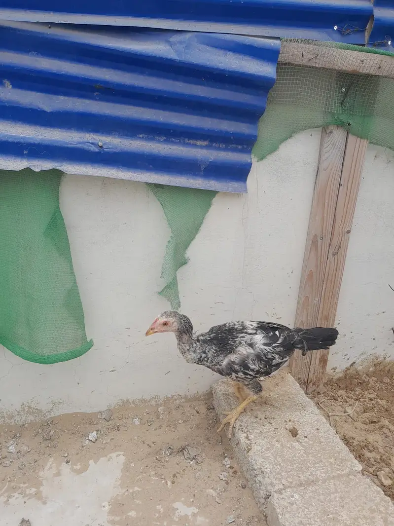 5 Aseel chicks of 5 months and 1 aseel hen ready to breed — photo 2