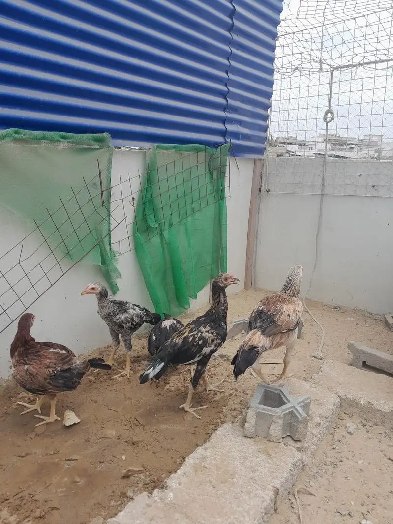 5 Aseel chicks of 5 months and 1 aseel hen ready to breed — photo 3