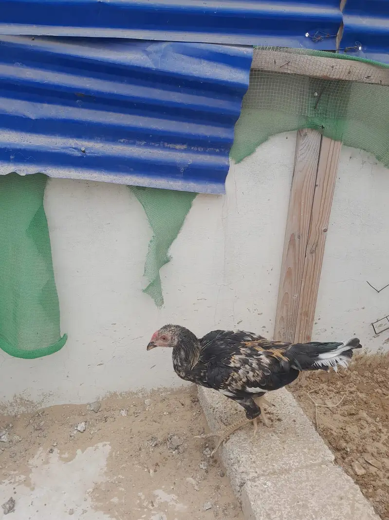 5 Aseel chicks of 5 months and 1 aseel hen ready to breed — photo 4