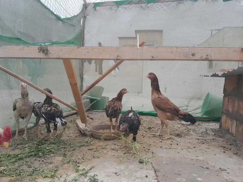 5 Aseel chicks of 5 months and 1 aseel hen ready to breed — photo 5