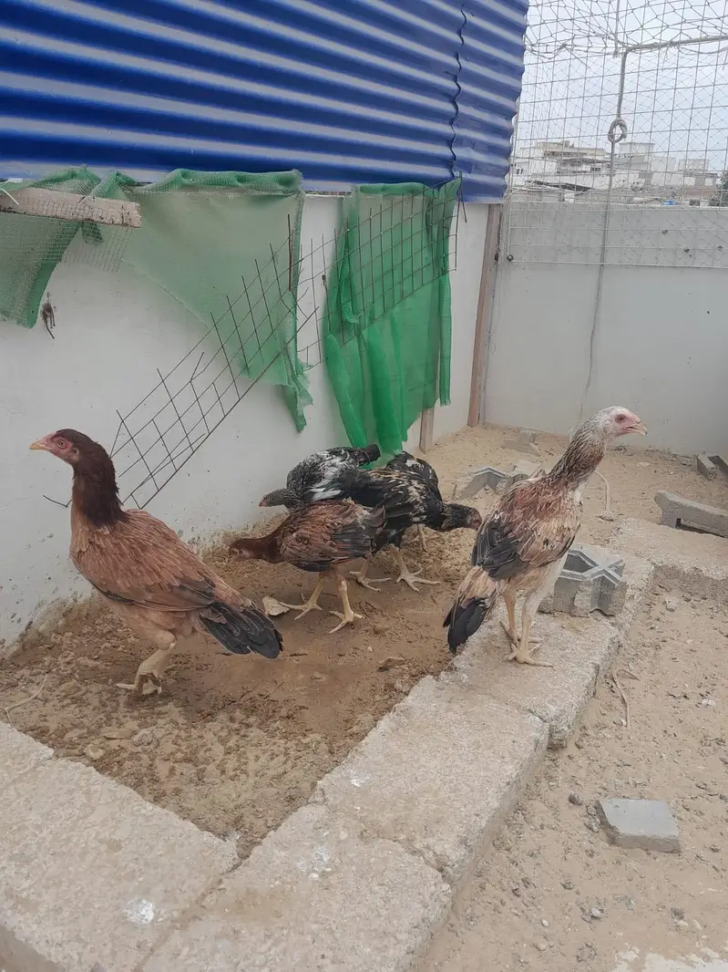 5 Aseel chicks of 5 months and 1 aseel hen ready to breed — photo 6