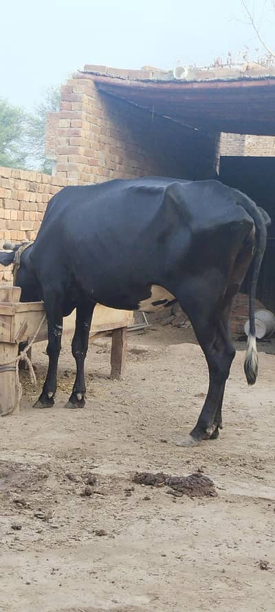 jersey cross cow 4 month confirm pragnent red bull seman
