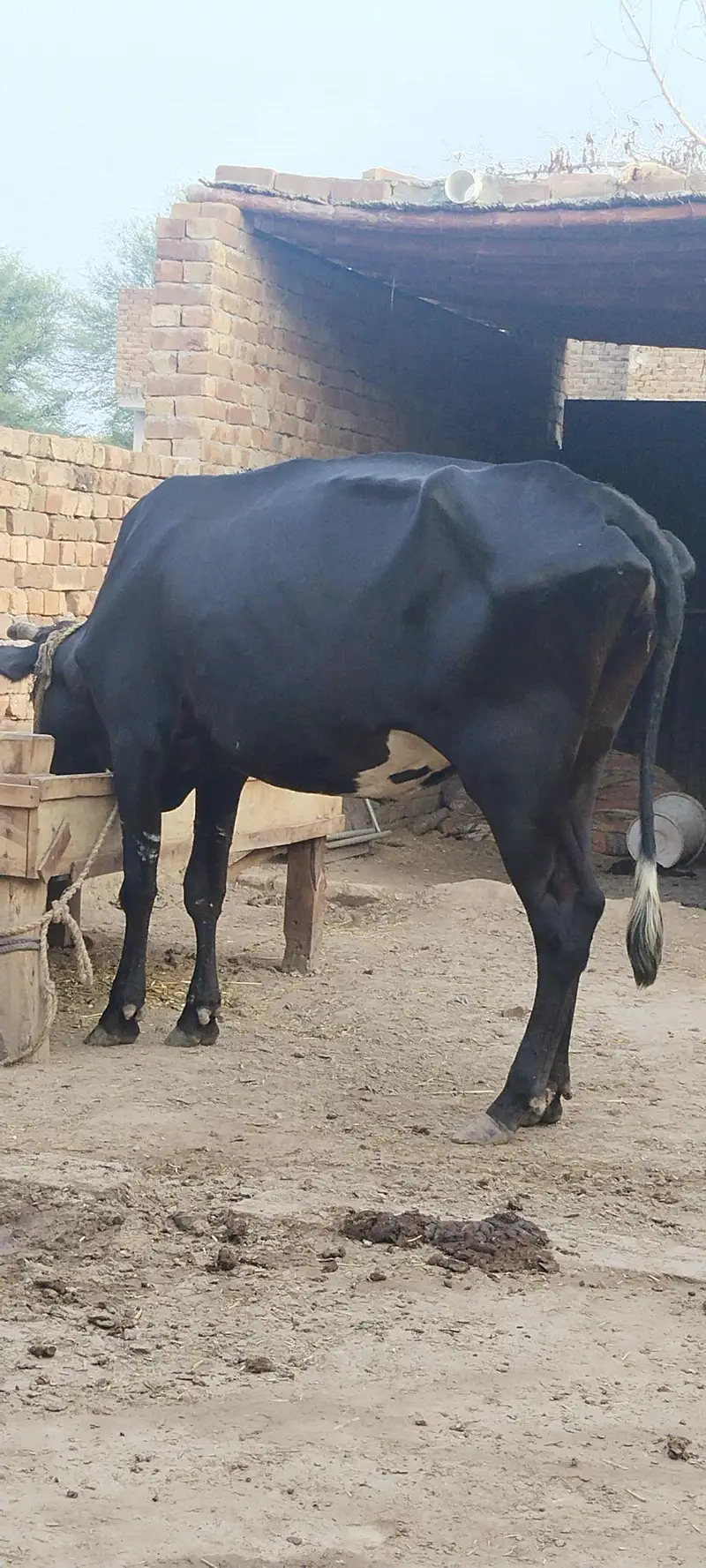 jersey cross cow 4 month confirm pragnent red bull seman