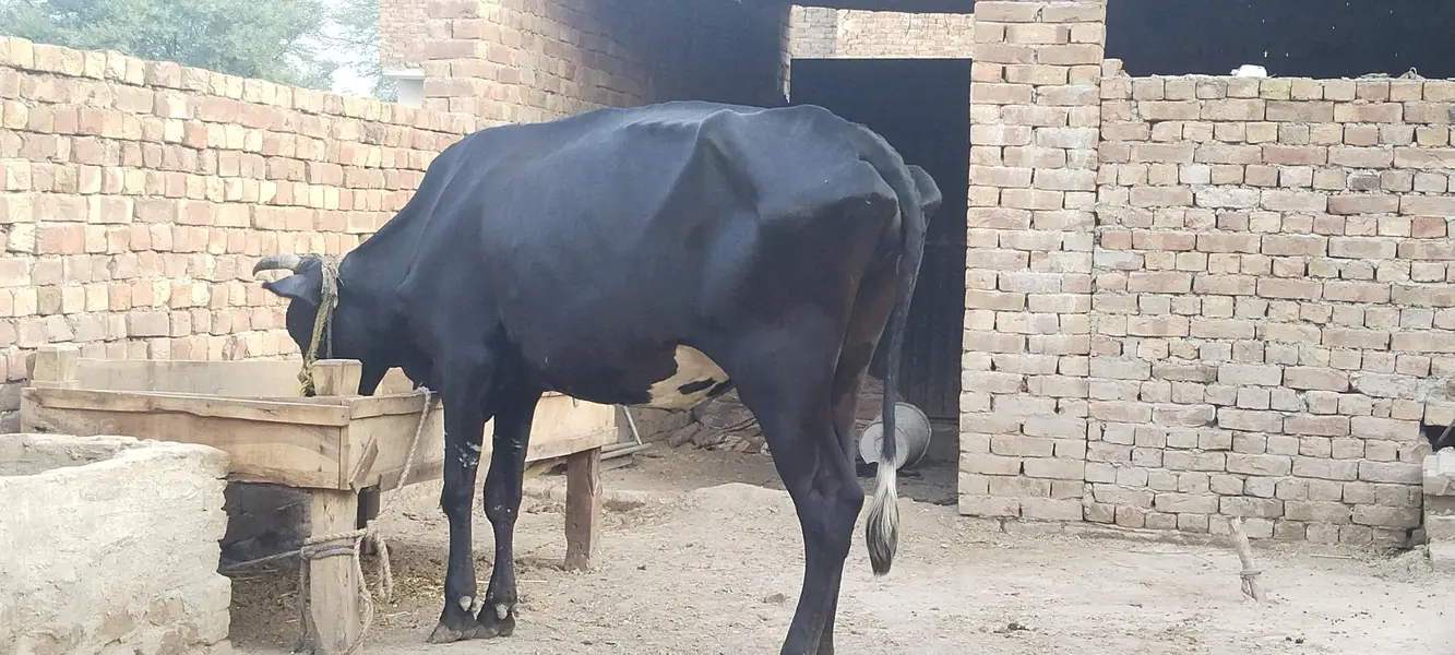 jersey cross cow 4 month confirm pragnent red bull seman — photo 2
