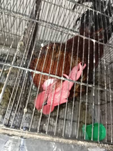 Hen for sale