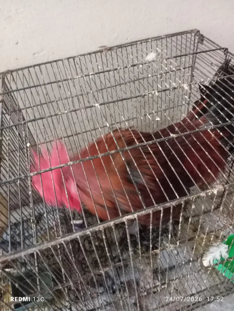 Hen for sale — photo 2