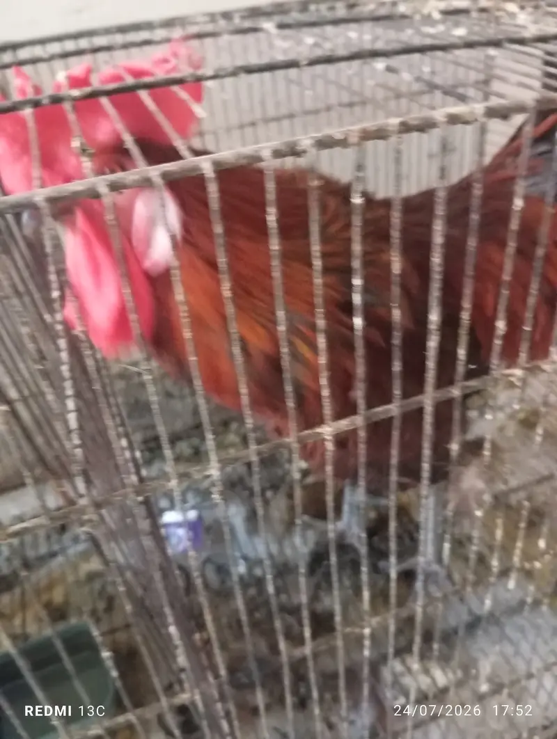 Hen for sale — photo 3
