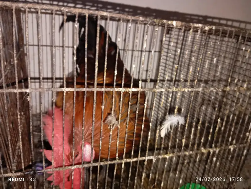 Hen for sale — photo 4