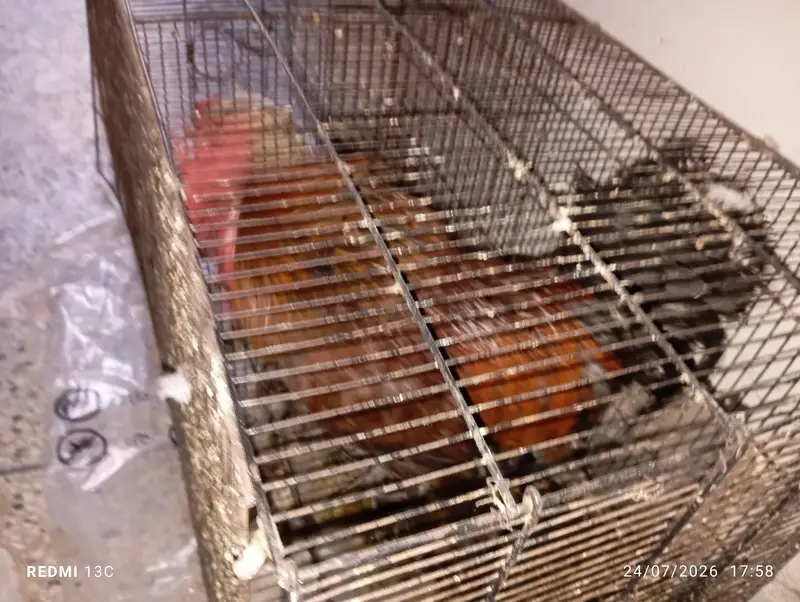 Hen for sale — photo 5