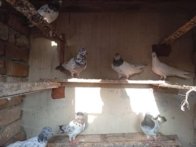 baby pigeons