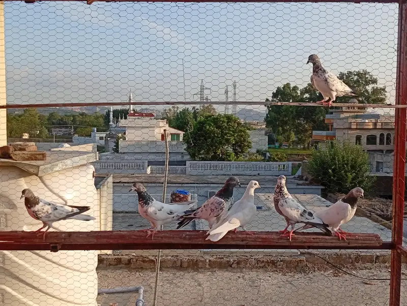 baby pigeons — photo 2