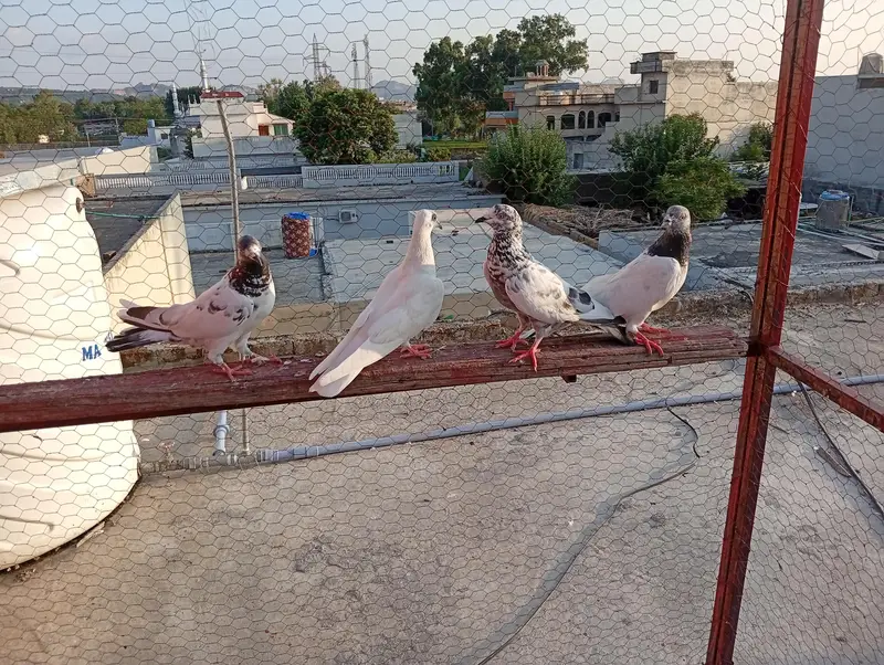 baby pigeons — photo 3