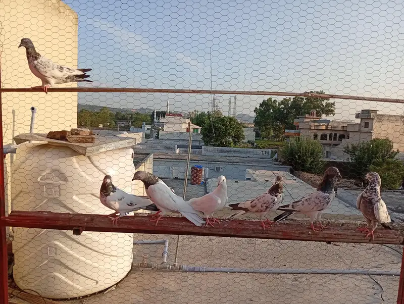 baby pigeons — photo 4