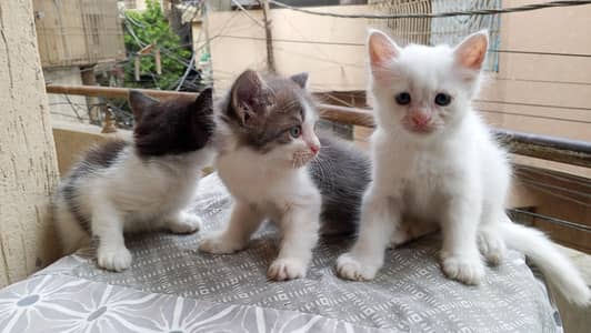 semi Persian kittens for sale