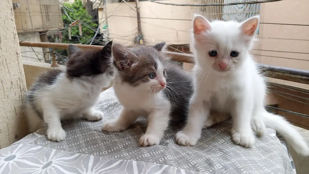 semi Persian kittens for sale — photo 2
