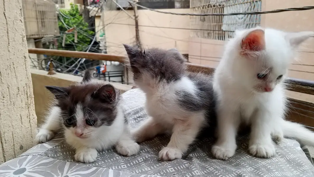 semi Persian kittens for sale — photo 3