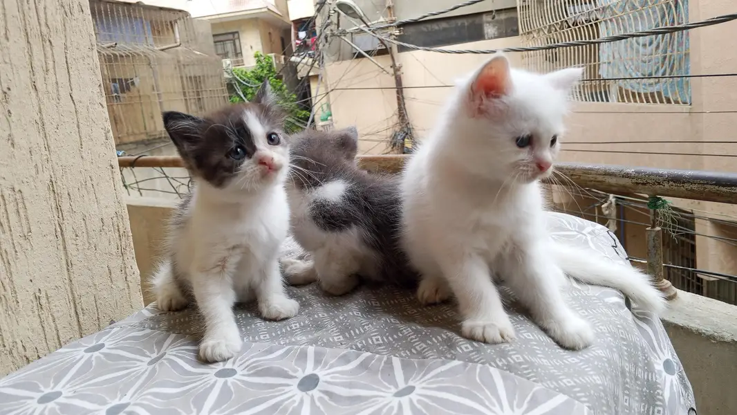 semi Persian kittens for sale — photo 4