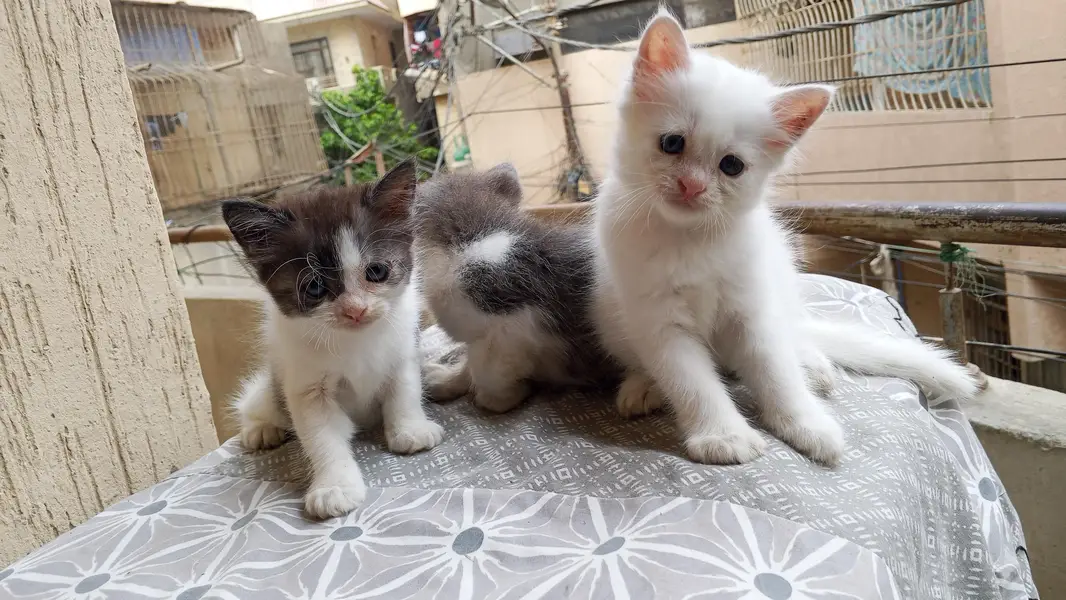 semi Persian kittens for sale — photo 5