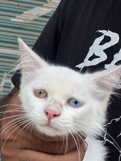 Quality Persian Punch face cat female h for sale