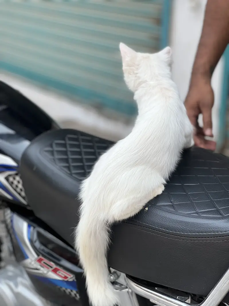 Quality Persian Punch face cat female h for sale — photo 2