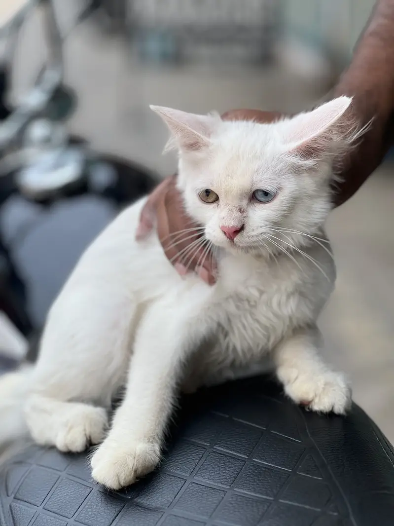 Quality Persian Punch face cat female h for sale — photo 3