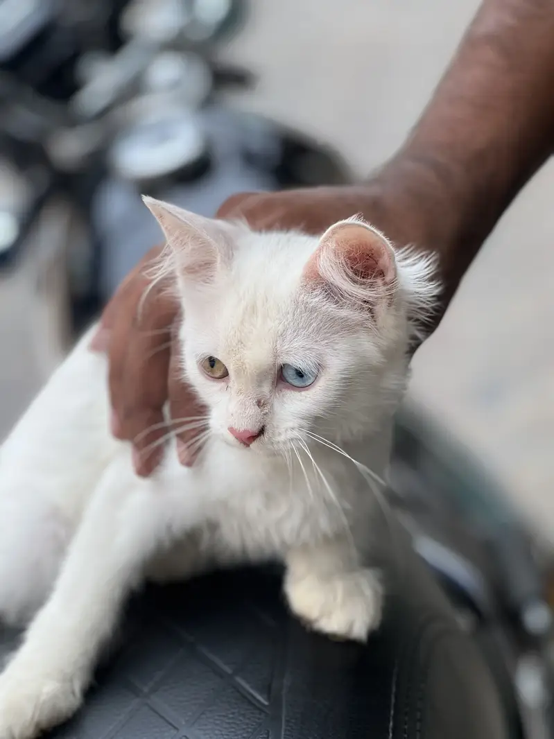 Quality Persian Punch face cat female h for sale — photo 4