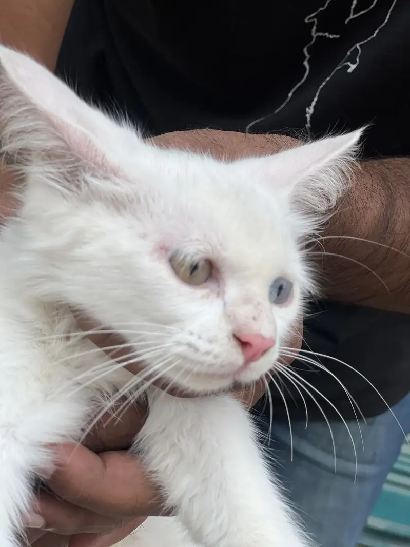Quality Persian Punch face cat female h for sale — photo 5