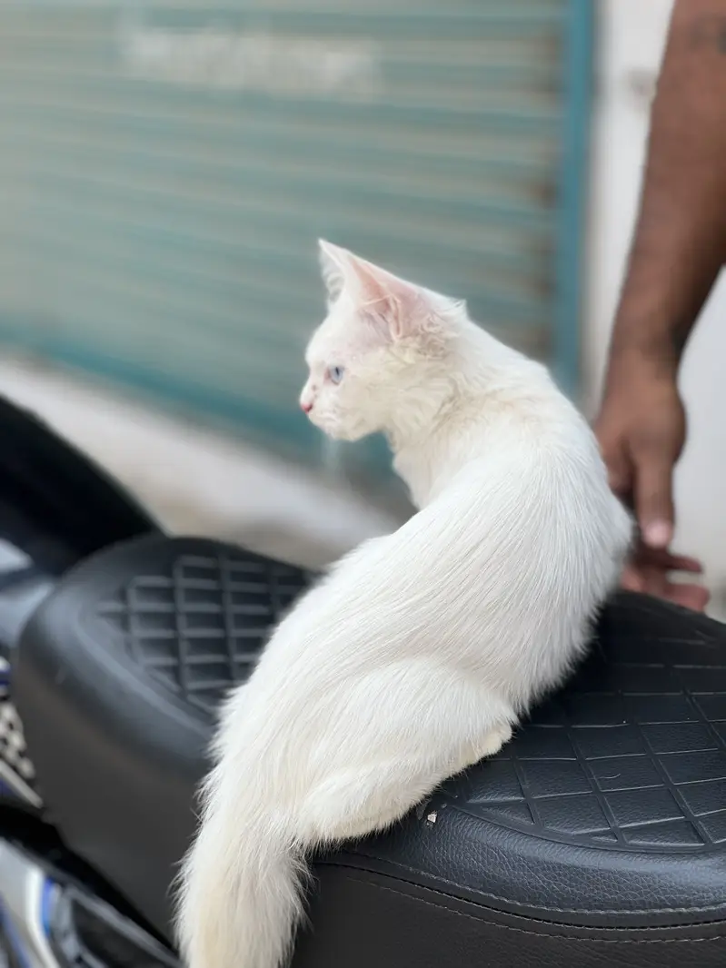 Quality Persian Punch face cat female h for sale — photo 6