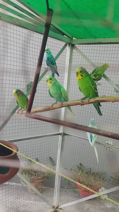Birds Budgies for sale