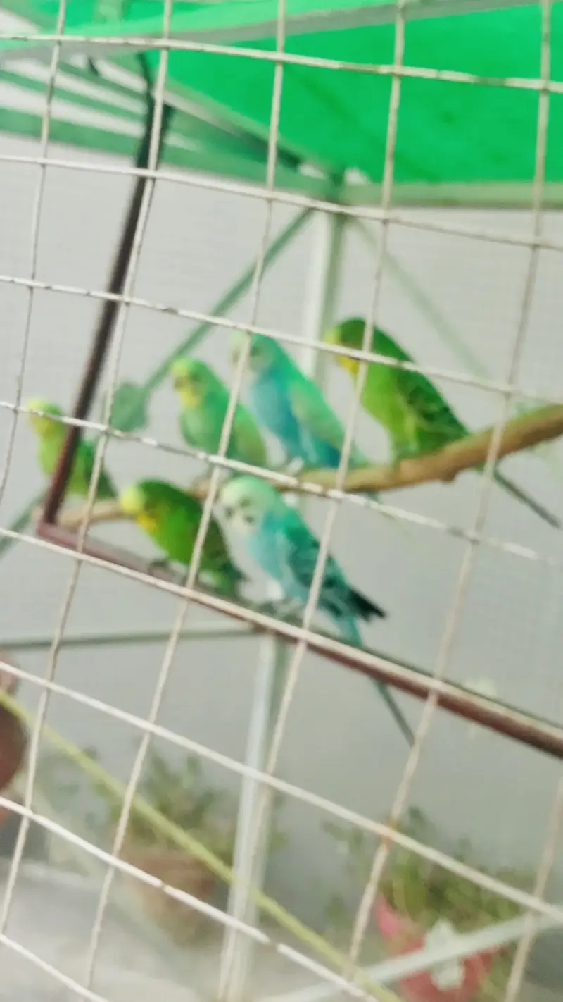 Birds Budgies for sale — photo 2