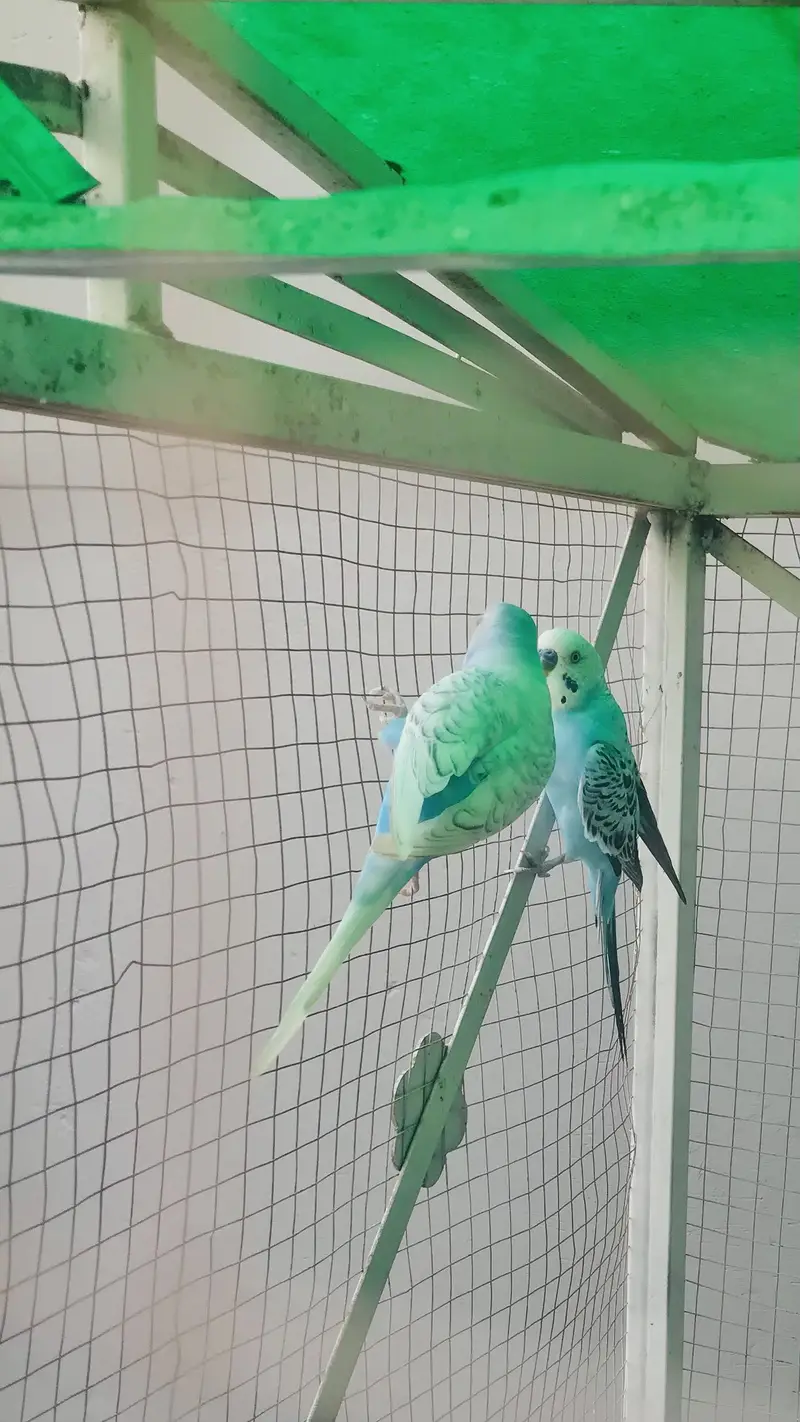 Birds Budgies for sale — photo 3
