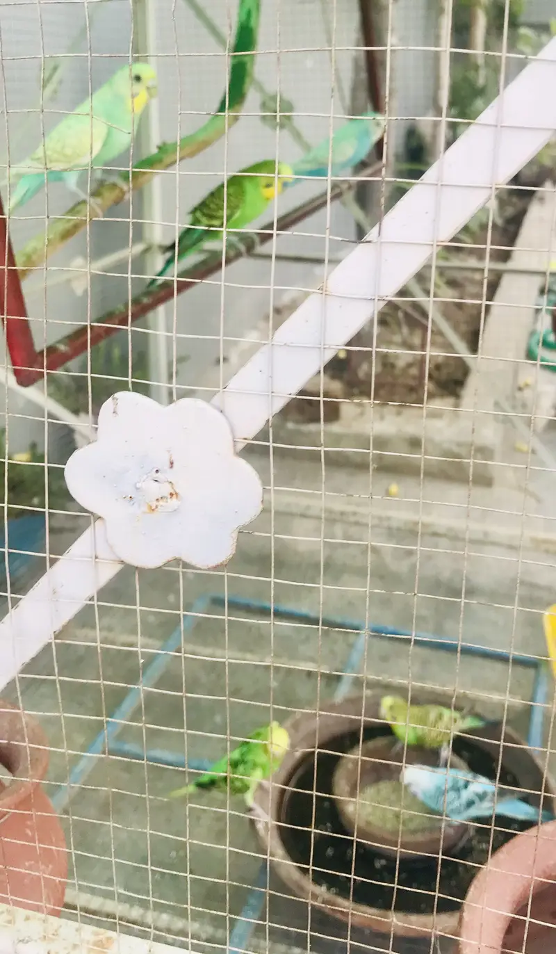 Birds Budgies for sale — photo 4