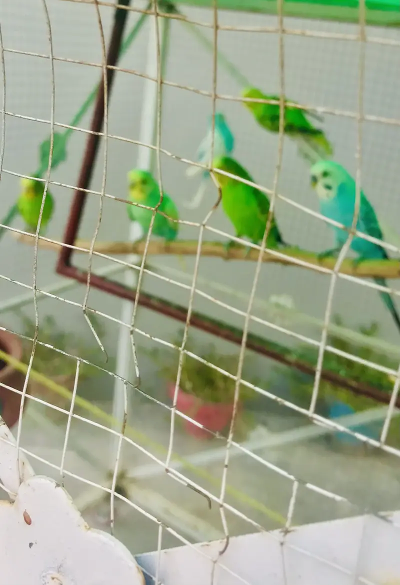 Birds Budgies for sale — photo 5