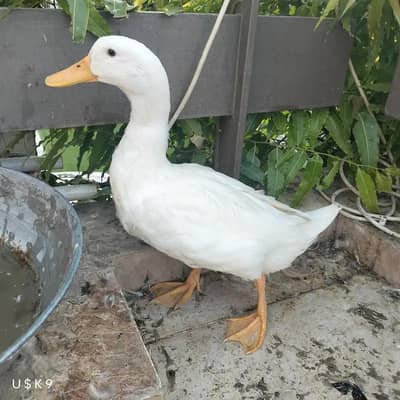 pure white muscavy ducks & chicks
