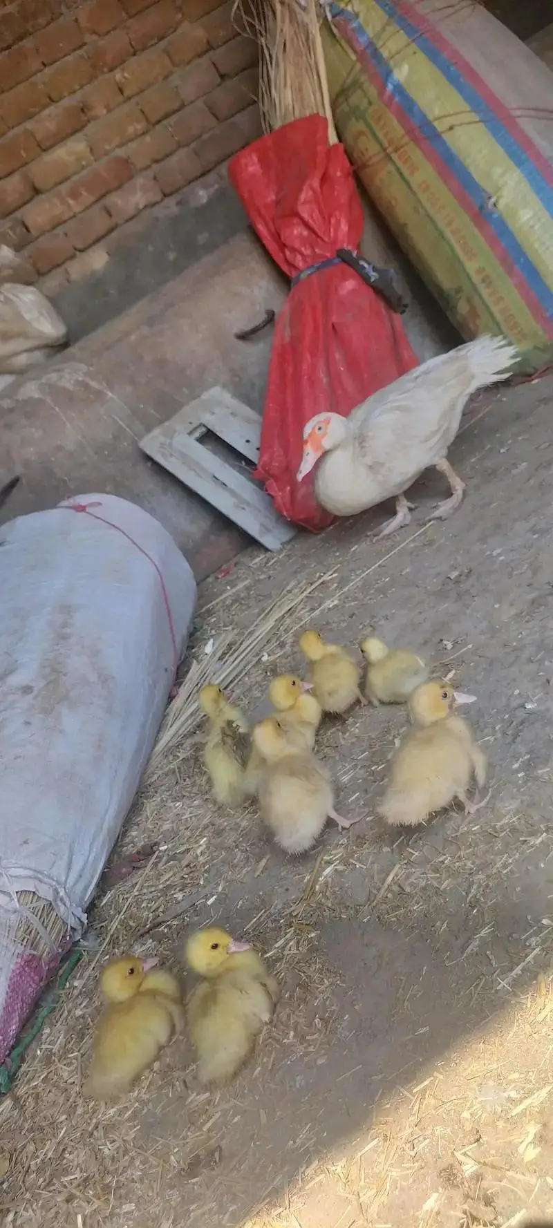 pure white muscavy ducks & chicks — photo 4