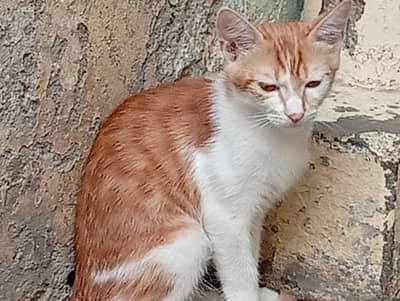 pair cat for sale