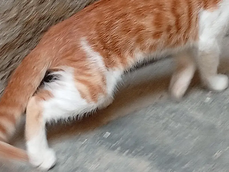 pair cat for sale — photo 2