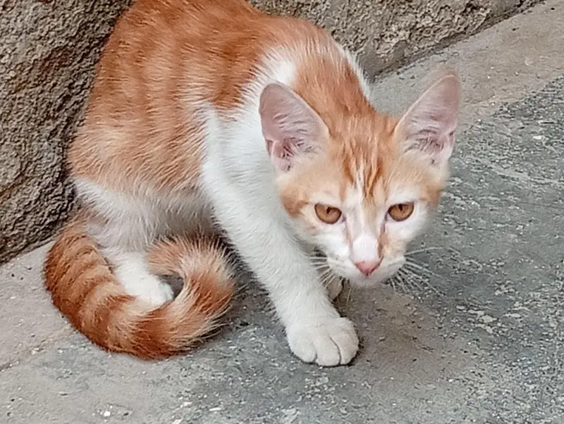pair cat for sale — photo 3
