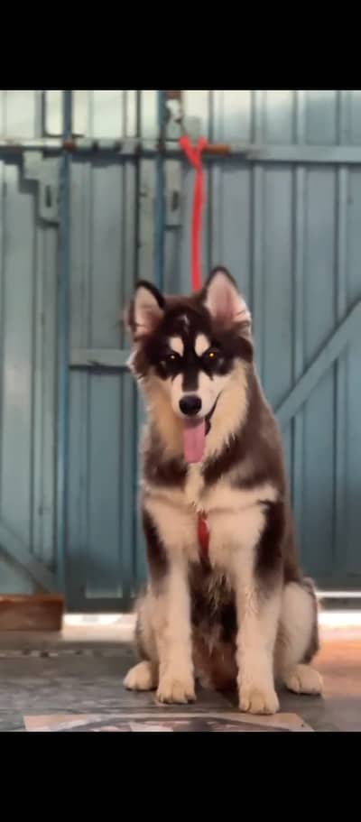 Husky | Siberian Husky | Pair available| Wolly Coat /Alaskan husky