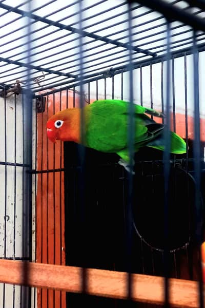 Blue opaline patha and gareen split opaline breeder male available.