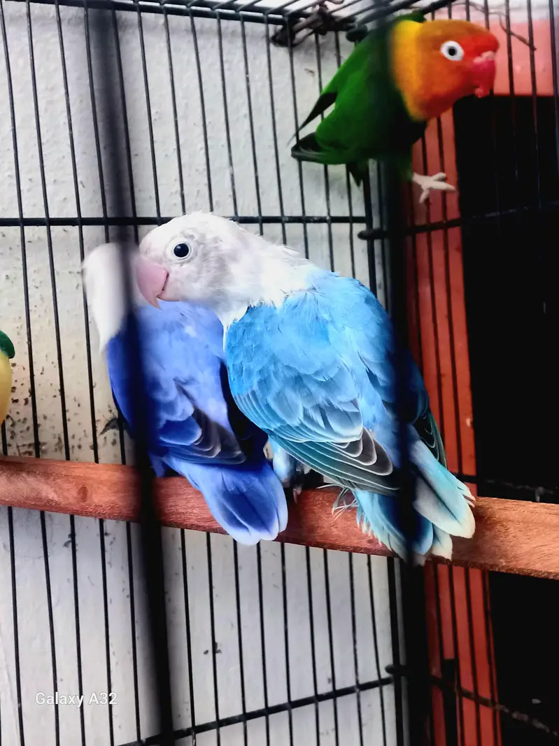 Blue opaline patha and gareen split opaline breeder male available. — photo 3