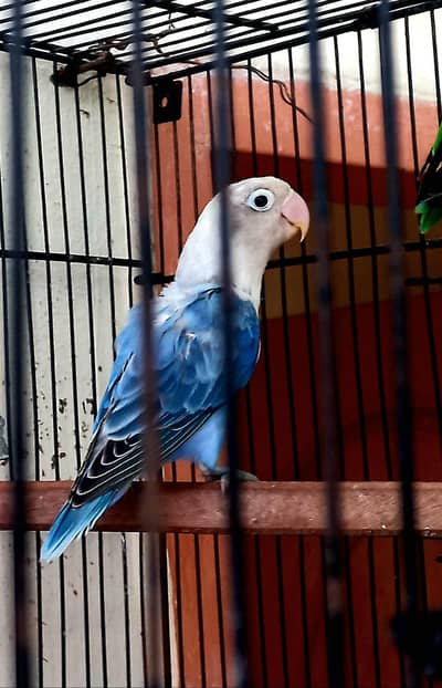 Blue opaline female.